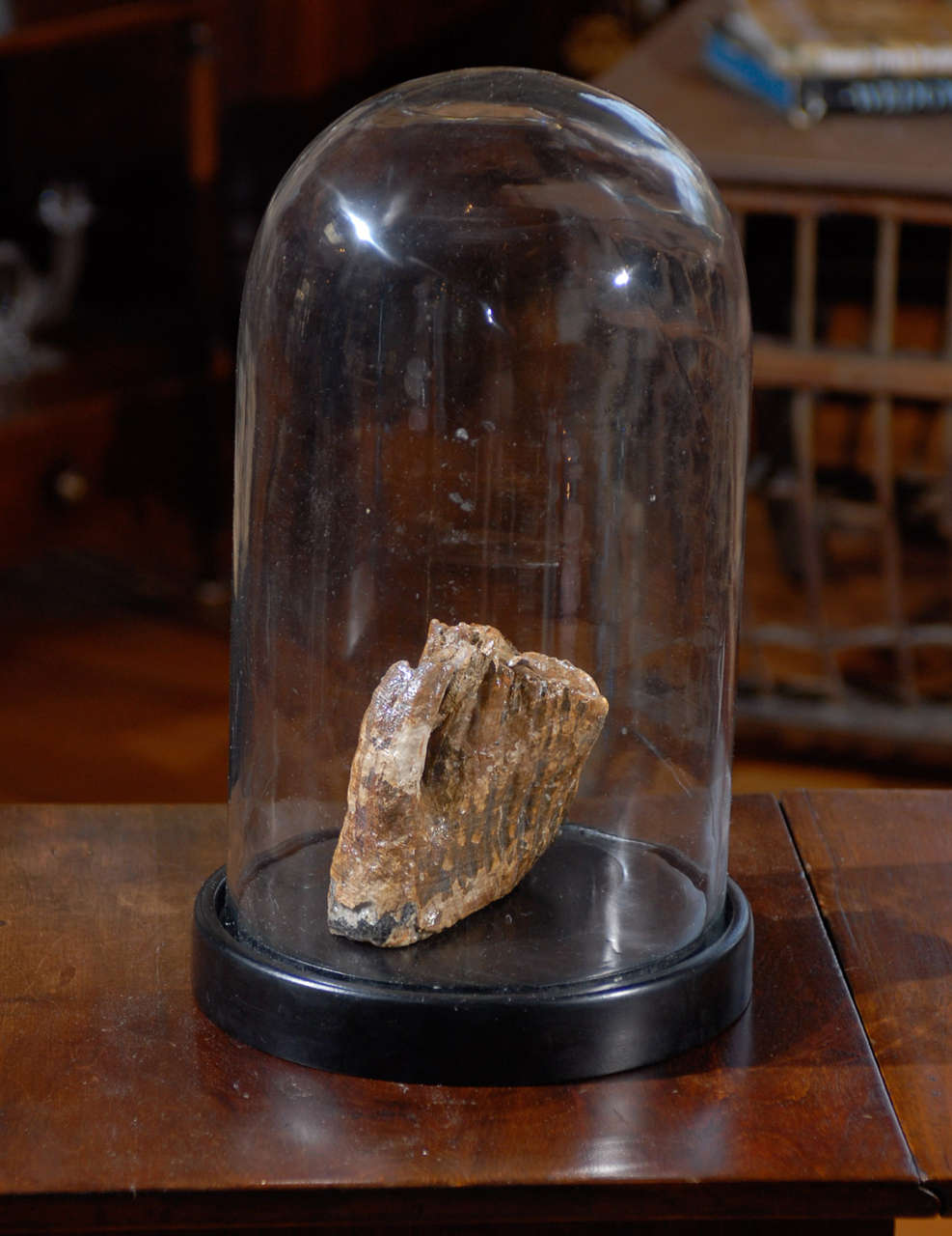 Mammoth Tooth Fossil In Glass Cloche In Good Condition In Atlanta, GA
