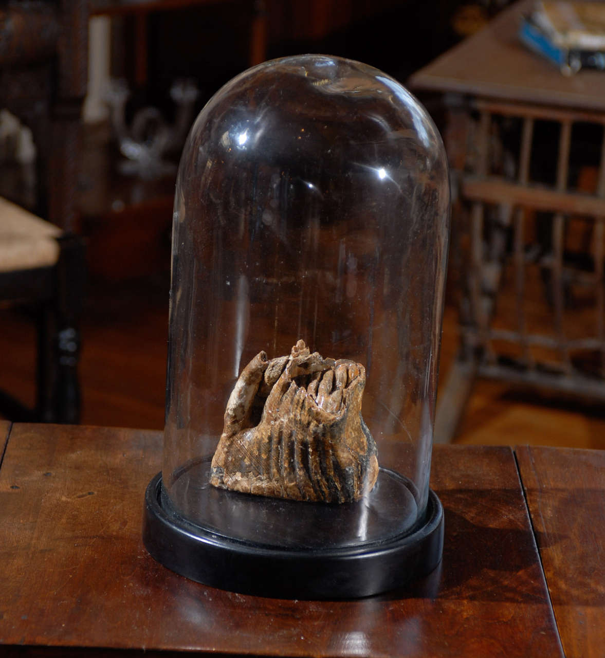 18th Century and Earlier Mammoth Tooth Fossil In Glass Cloche