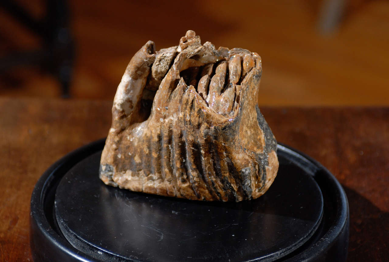 Enamel Mammoth Tooth Fossil In Glass Cloche