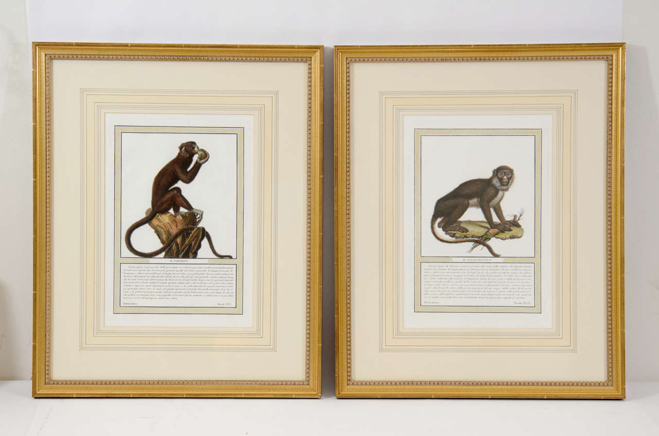 Pair Italian Hand-Colored Engravings of Monkeys, Milano, c. 1812