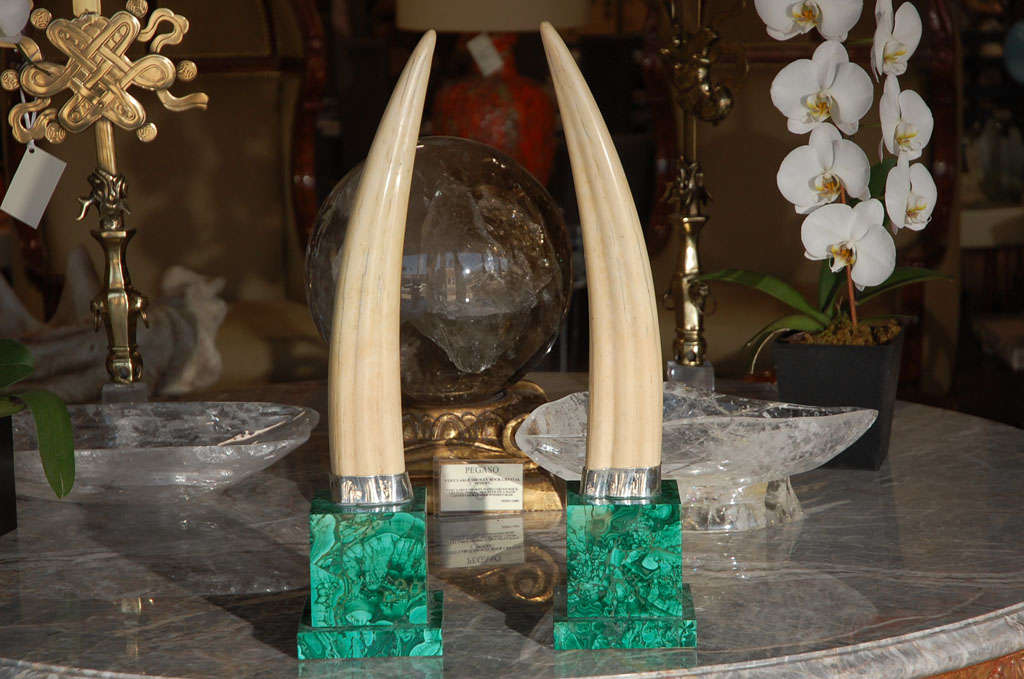 A stunning pair of walrus tusks wrapped in silver and mounted on malachite veneered marble bases.