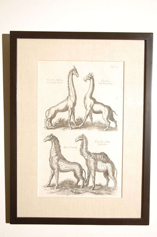 3 Antique  Framed Camel Prints