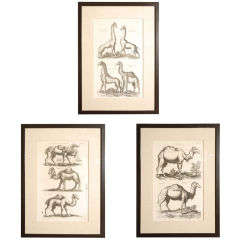 3 Antique  Framed Camel Prints