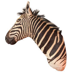 Taxidermy, Zebra