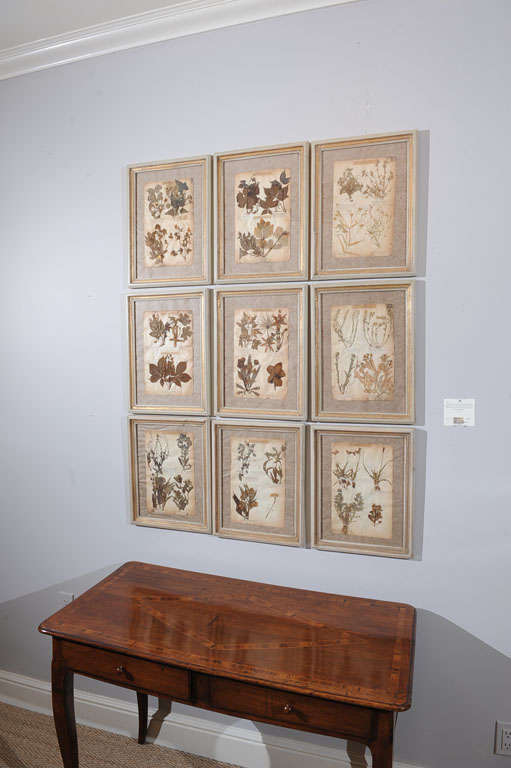 19th Century Pressed Leaves from the Jardin de Fontainebleau In Excellent Condition In Larkspur, CA