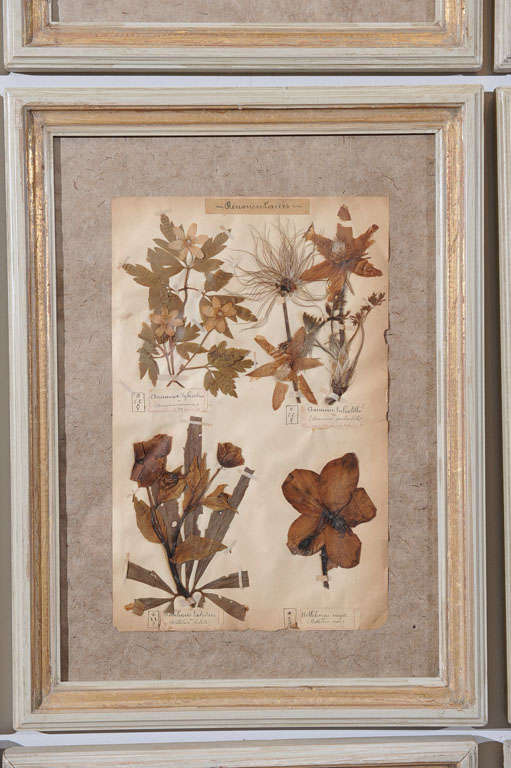 19th Century Pressed Leaves from the Jardin de Fontainebleau 1
