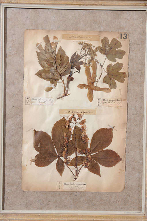 19th Century Pressed Leaves from the Jardin de Fontainebleau 2