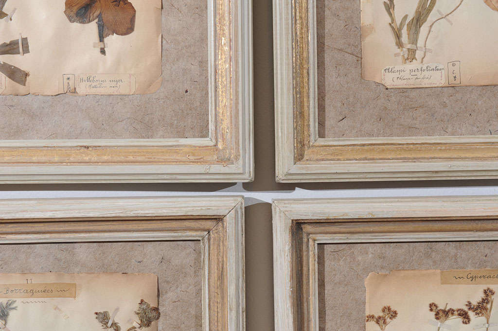 19th Century Pressed Leaves from the Jardin de Fontainebleau 3