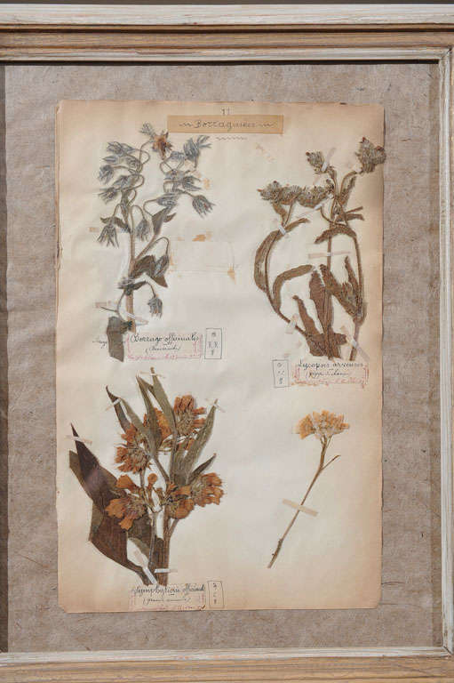 19th Century Pressed Leaves from the Jardin de Fontainebleau 4