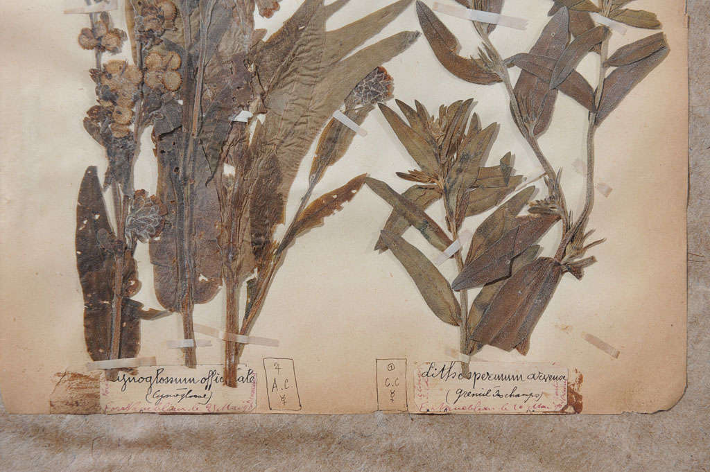 19th Century Pressed Leaves from the Jardin de Fontainebleau 5