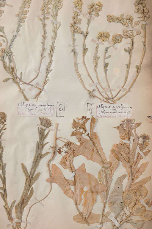 19th Century Pressed Leaves from the Jardin de Fontainebleau 6