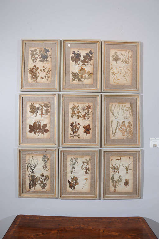 Late 19th century hand pressed leaves and floral specimens some with the period ink lettering from the Jardin de Fontainebleau in the Royal Parc, Paris. Each in a hand rubbed ivory frame. <br />
22 total.