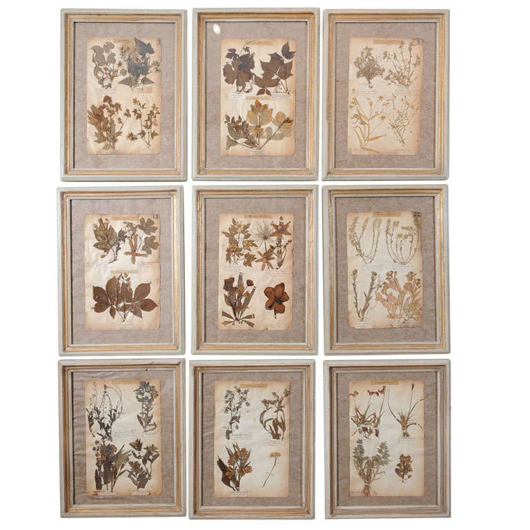 19th Century Pressed Leaves from the Jardin de Fontainebleau