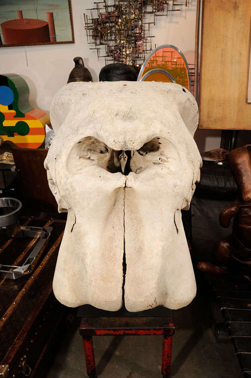 A monumental piece of natural history. This elephant skull is now an impactful and unique piece of sculpture.