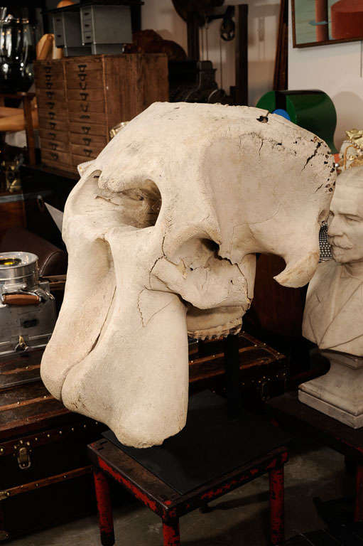 African Incredible Mounted Elephant Skull