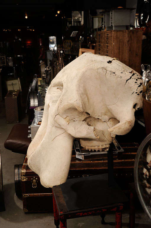 19th Century Incredible Mounted Elephant Skull