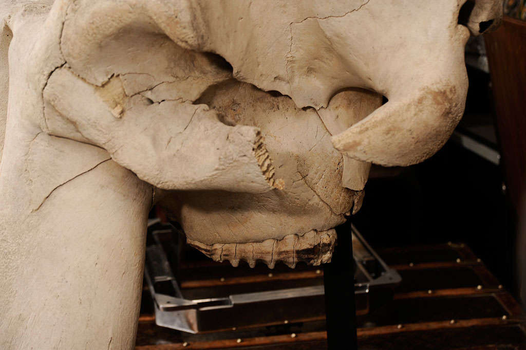 Incredible Mounted Elephant Skull 1