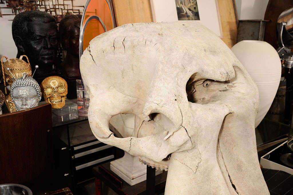 Incredible Mounted Elephant Skull 3