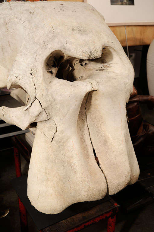 Incredible Mounted Elephant Skull 4