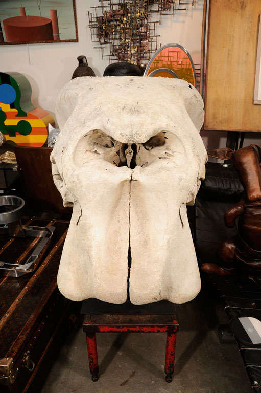 Incredible Mounted Elephant Skull 5