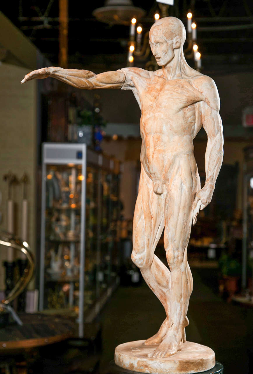 An artist's model ecorche figure of plaster over metal.