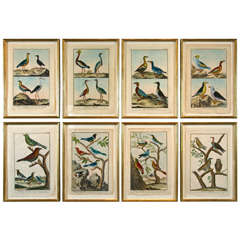 Antique Bird Engravings by Martinet