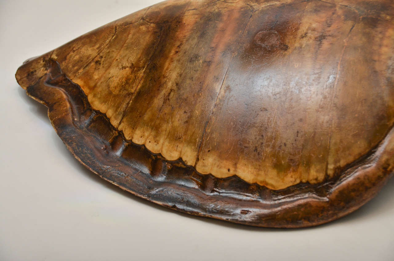 Antique 1900s French Tortoiseshell In Excellent Condition In Southampton, NY