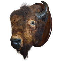 Original Mounted Bison Head