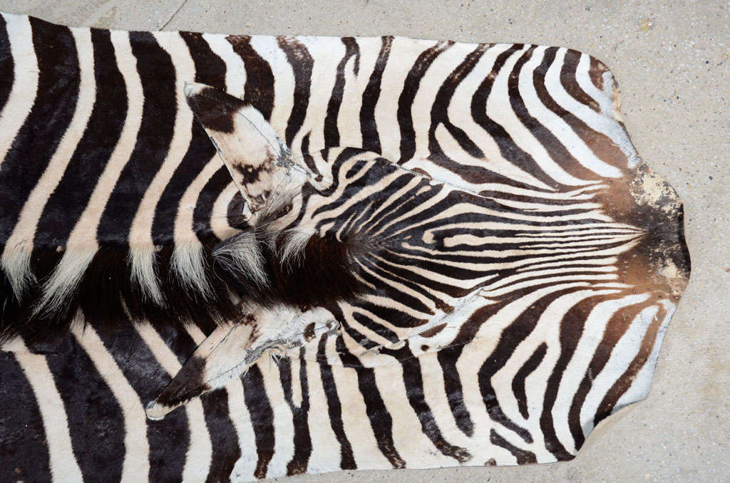 Zebra rug 3