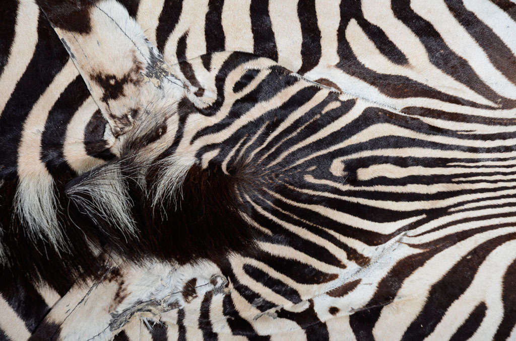 African Zebra rug