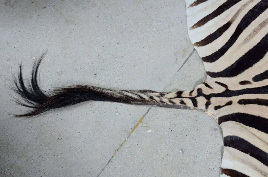 Zebra rug In Good Condition In New York, NY