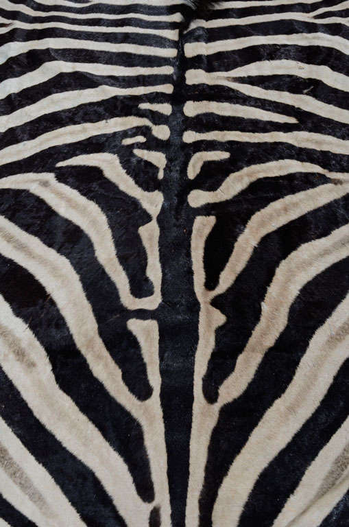 19th Century Zebra rug