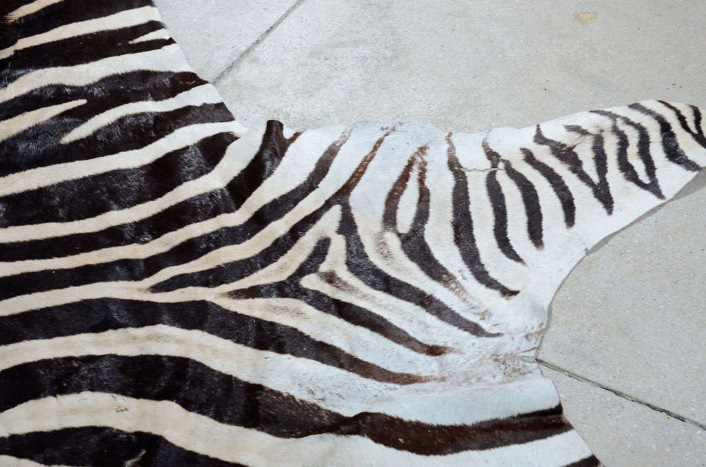 Zebra rug 1