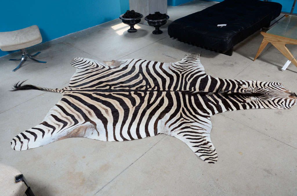 A fantastic Zebra rug with great depth of color and pattern, a full mane and tail and very carefully stitched facial openings.