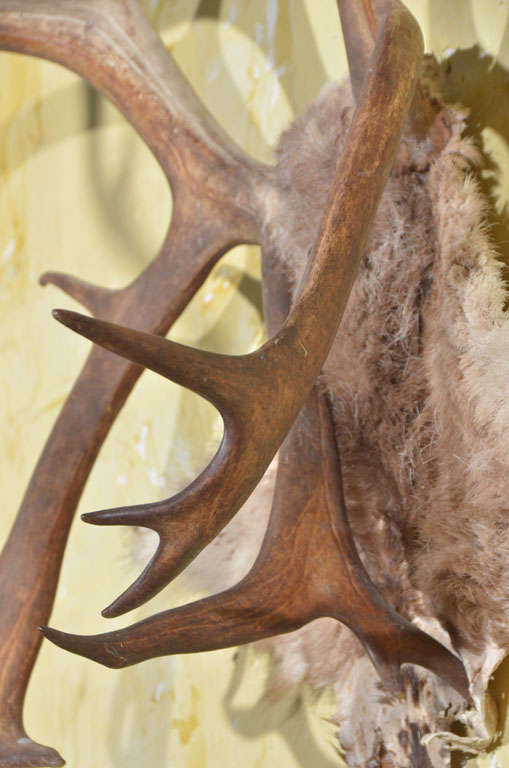 Rack Of Reindeer Horns at 1stdibs
