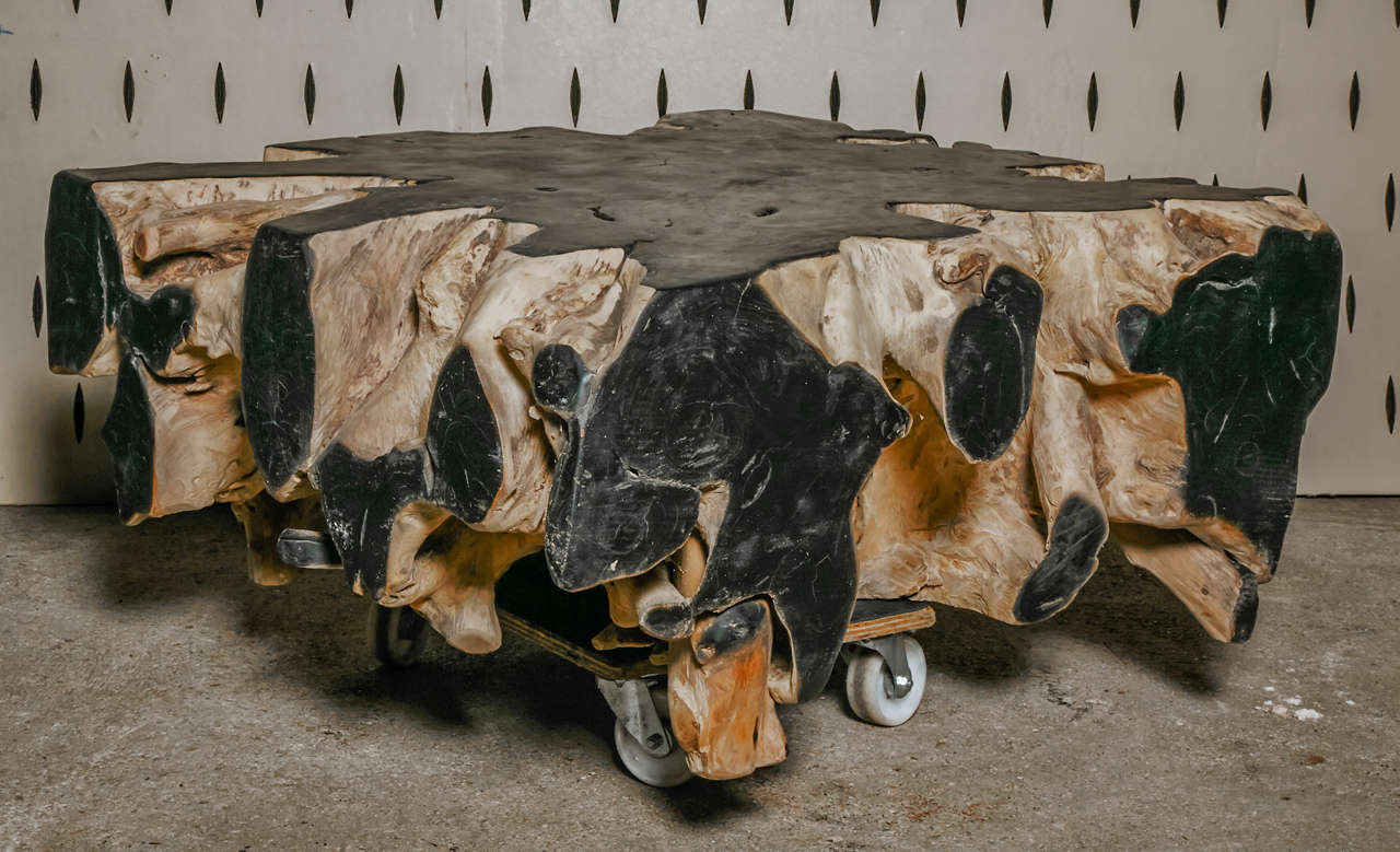 Natural weathered African root coffee table, with black lacquer on top and sides.