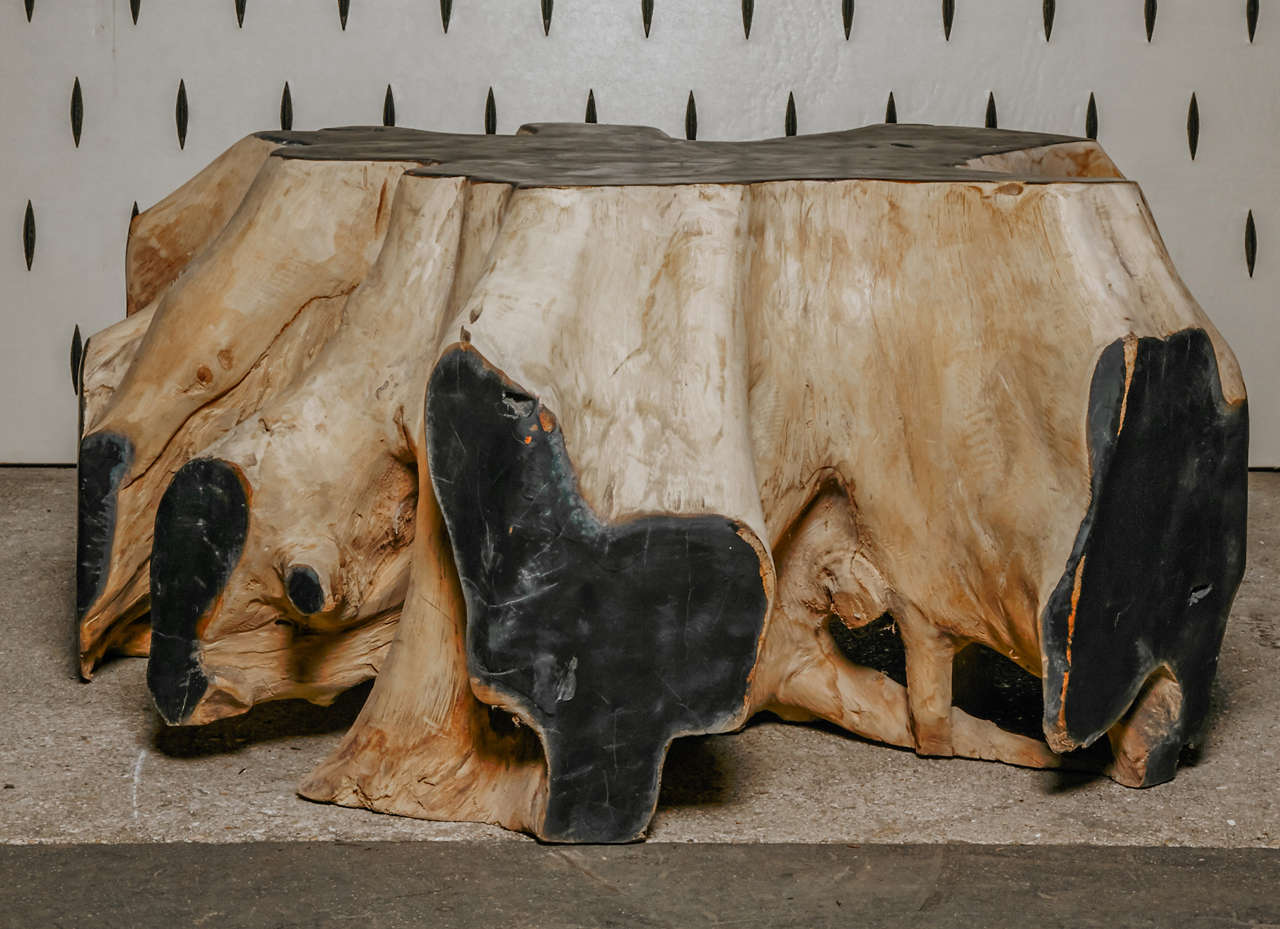 Natural weathered root coffee table with black lacquer on top and sides.