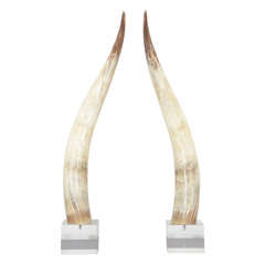 Lucite Mounted Horns