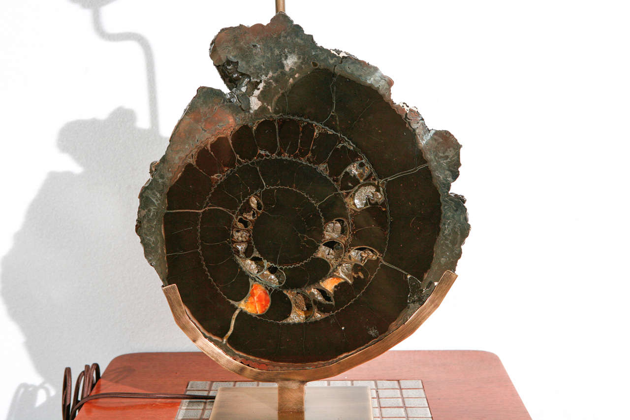 Pair of Ammonite Table Lamps 1