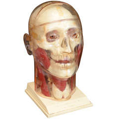 Clear and colored Acrylic Educational Model of a Human Skull Clear and colored Acrylic Educational Model of a Human Skull