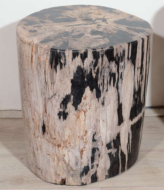 Exquisite Natural Petrified Teak Wood Side Table or Stool