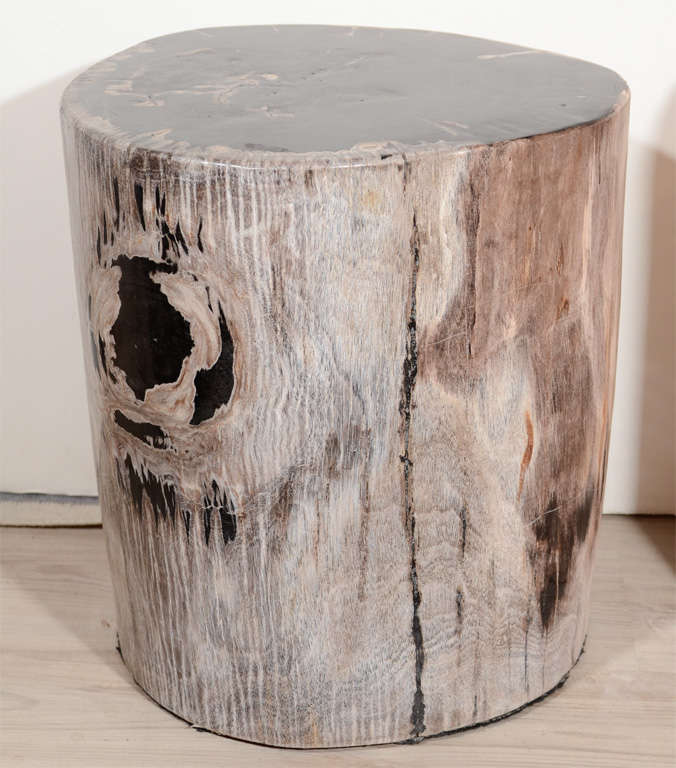 Exquisite Natural Petrified Teak Wood Side Table or Stool