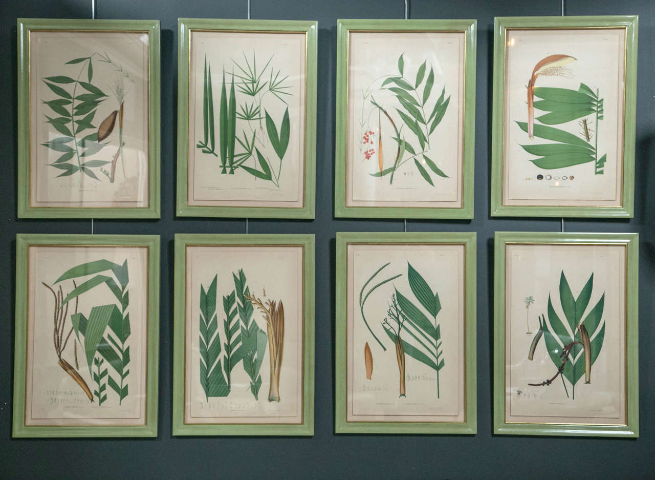 Chromolithograph Studies of Brazilian Palm Culture by Joao Rodrigues In Excellent Condition In Stamford, CT