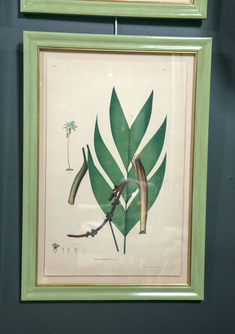 20th Century Chromolithograph Studies of Brazilian Palm Culture by Joao Rodrigues