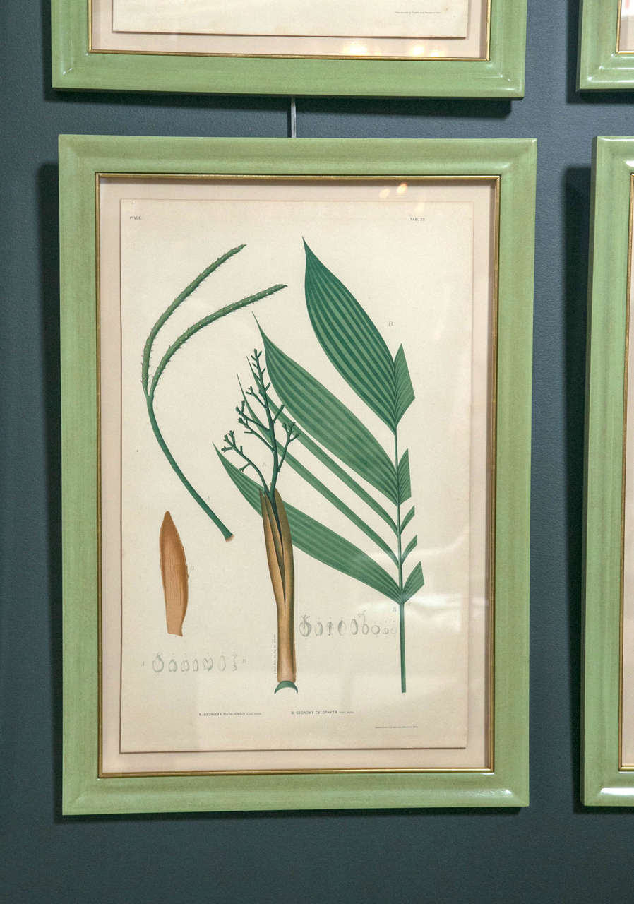 Paper Chromolithograph Studies of Brazilian Palm Culture by Joao Rodrigues