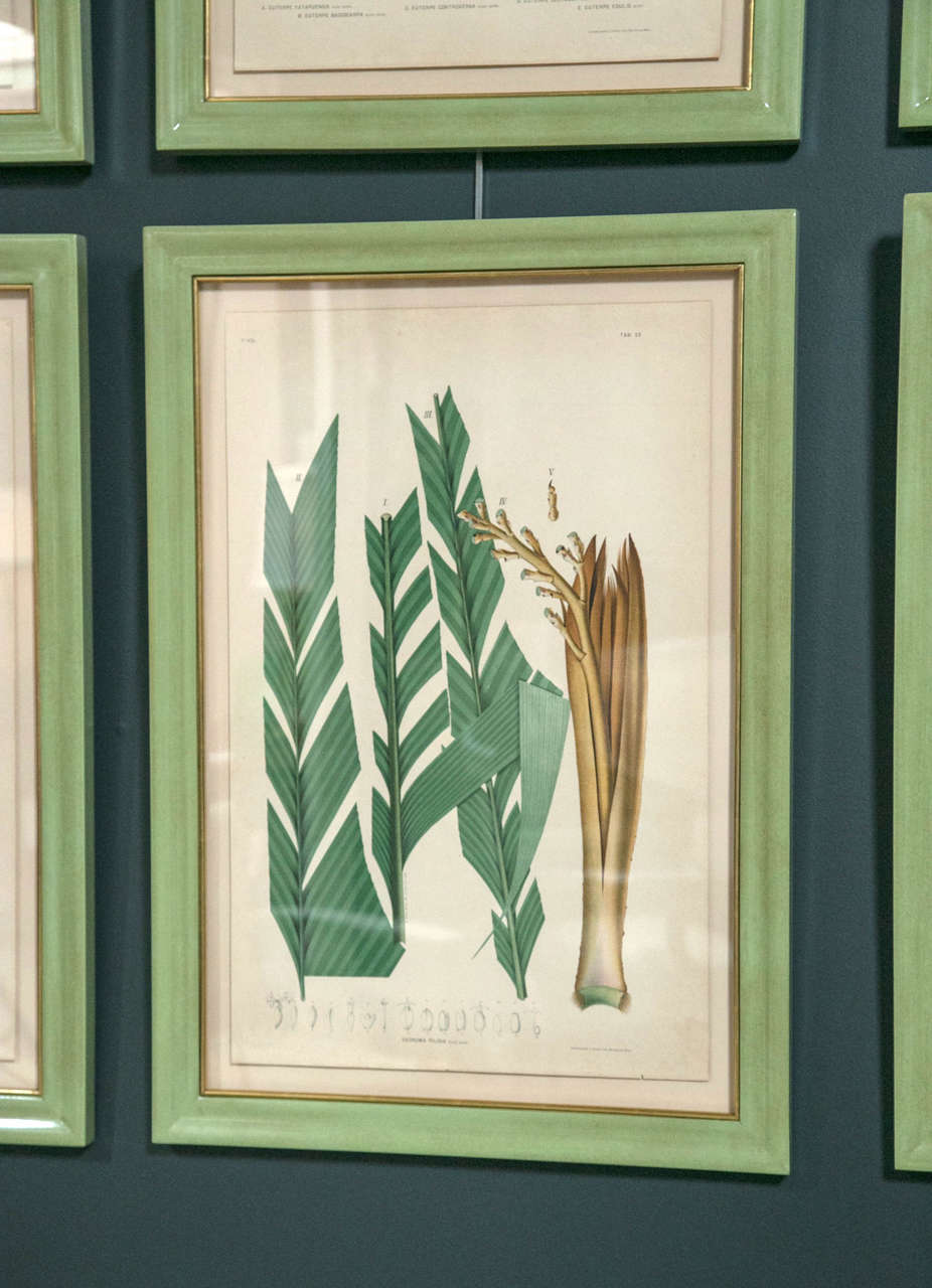 Chromolithograph Studies of Brazilian Palm Culture by Joao Rodrigues 1