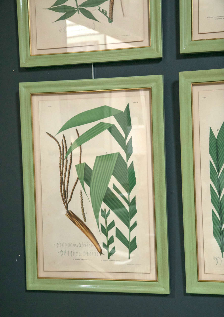 Chromolithograph Studies of Brazilian Palm Culture by Joao Rodrigues 2