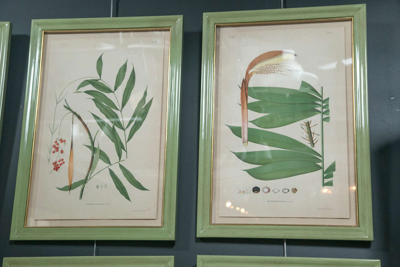 Chromolithograph Studies of Brazilian Palm Culture by Joao Rodrigues 3