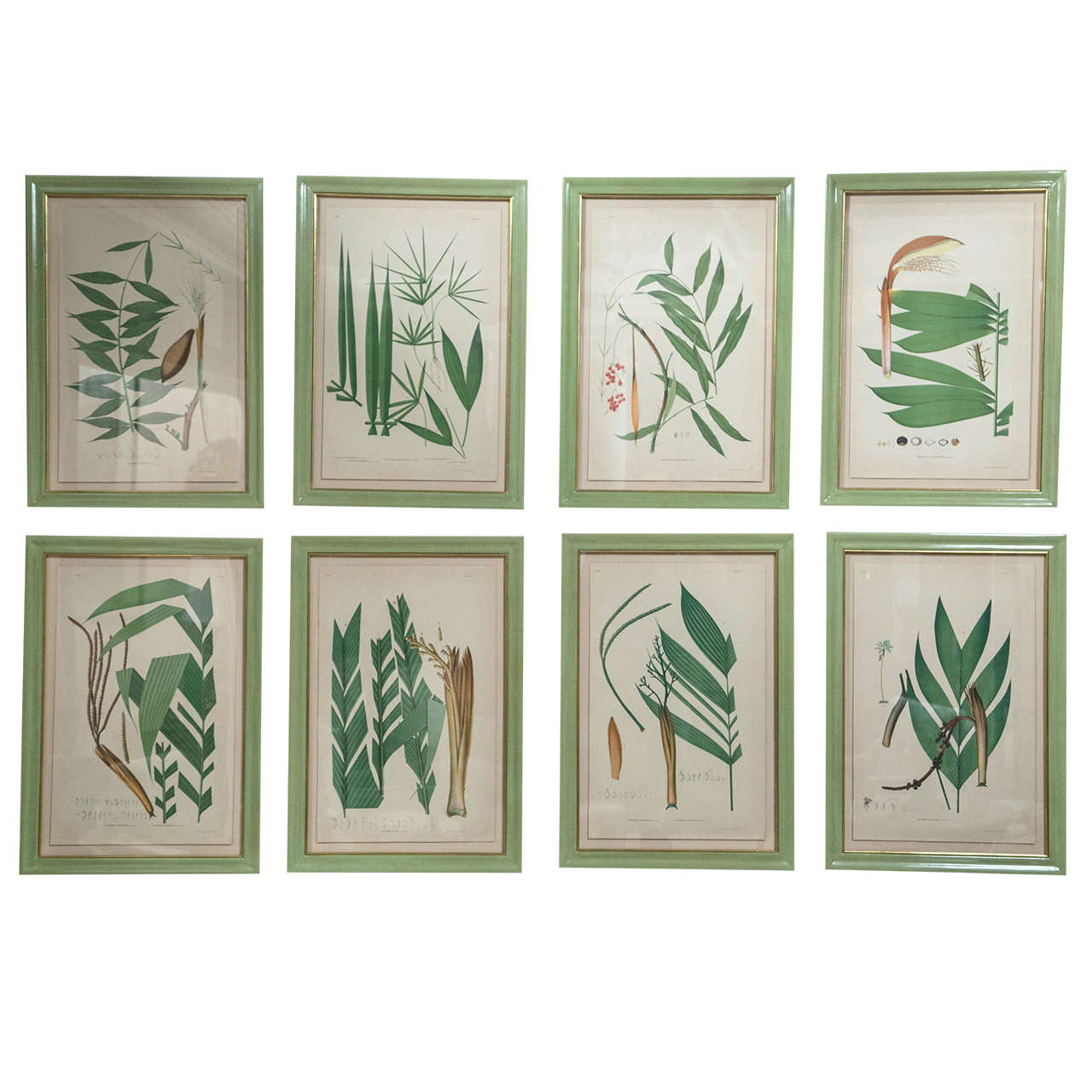 Eight chromolithograph studies of Brazilian palm culture by Joao Rodrigues.  Custom framed in archival materials.
Can be sold individually at $ 1,900 each.