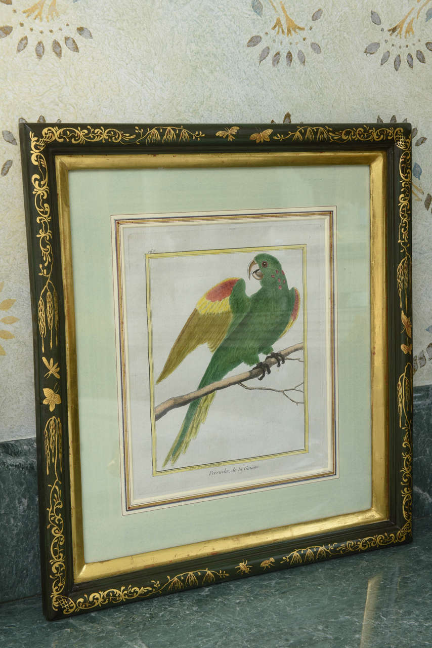 French Set of Eight Parrot Prints by Francois Nicolas Martinet